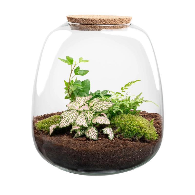 Emma Fittonia Pink Tiger Terrarium