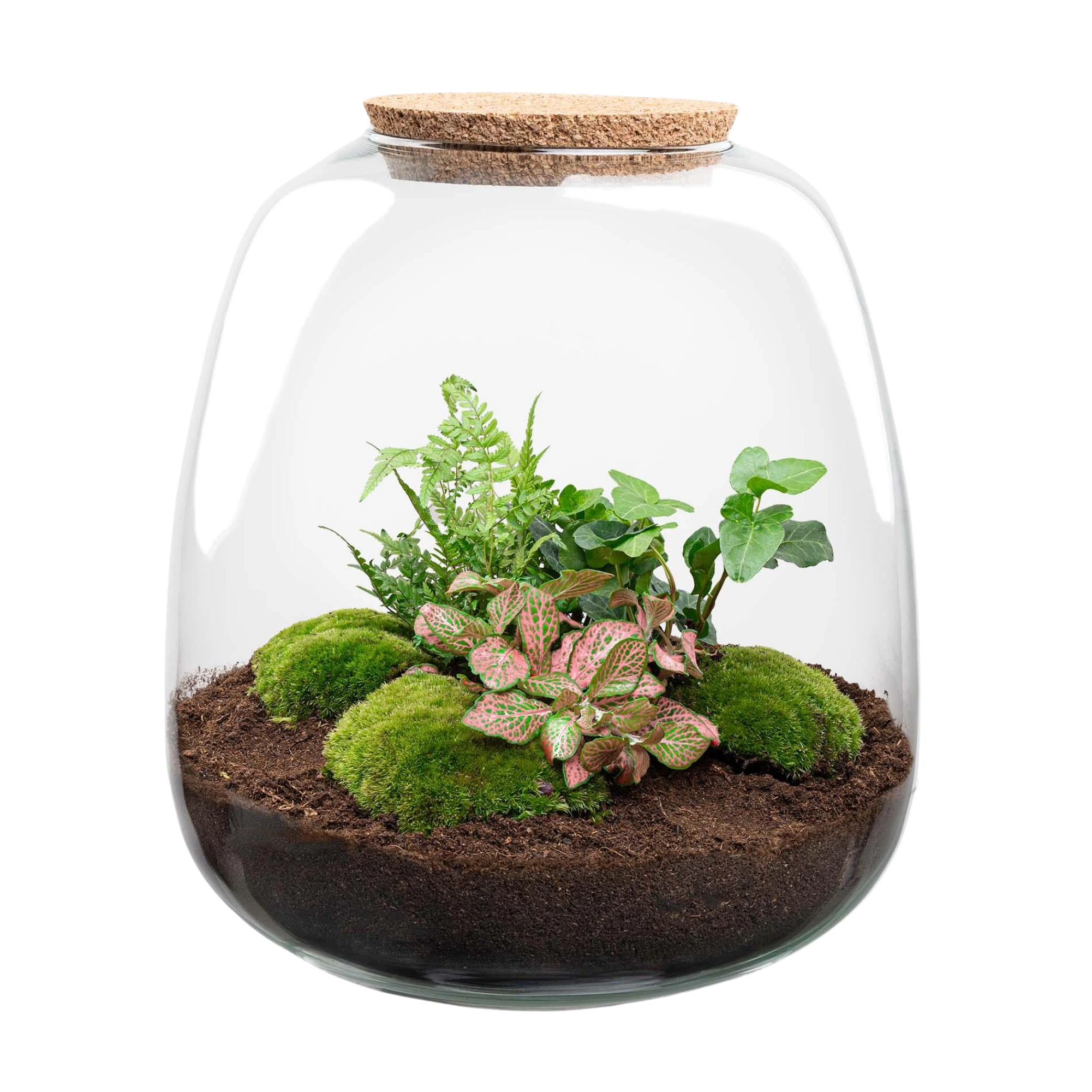 Emma Hedera Pink Terrarium