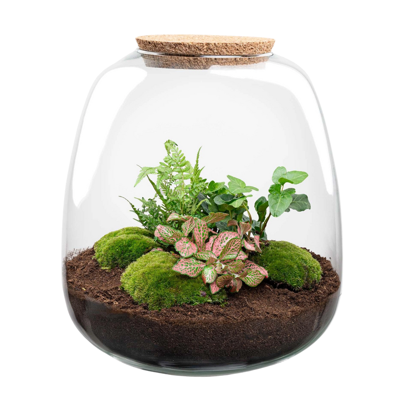 Emma Hedera Pink Terrarium