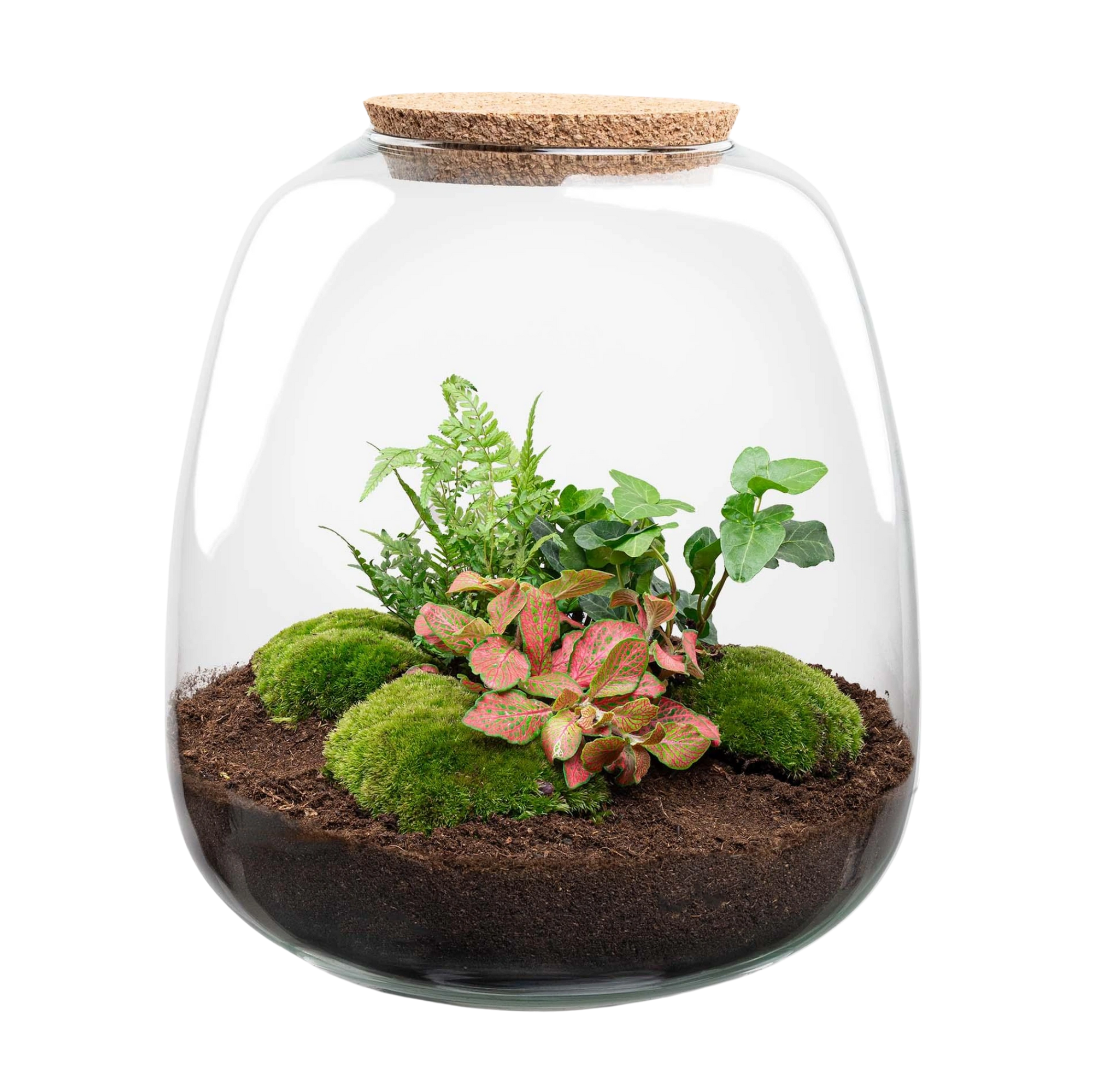 Emma Hedera Red Terrarium