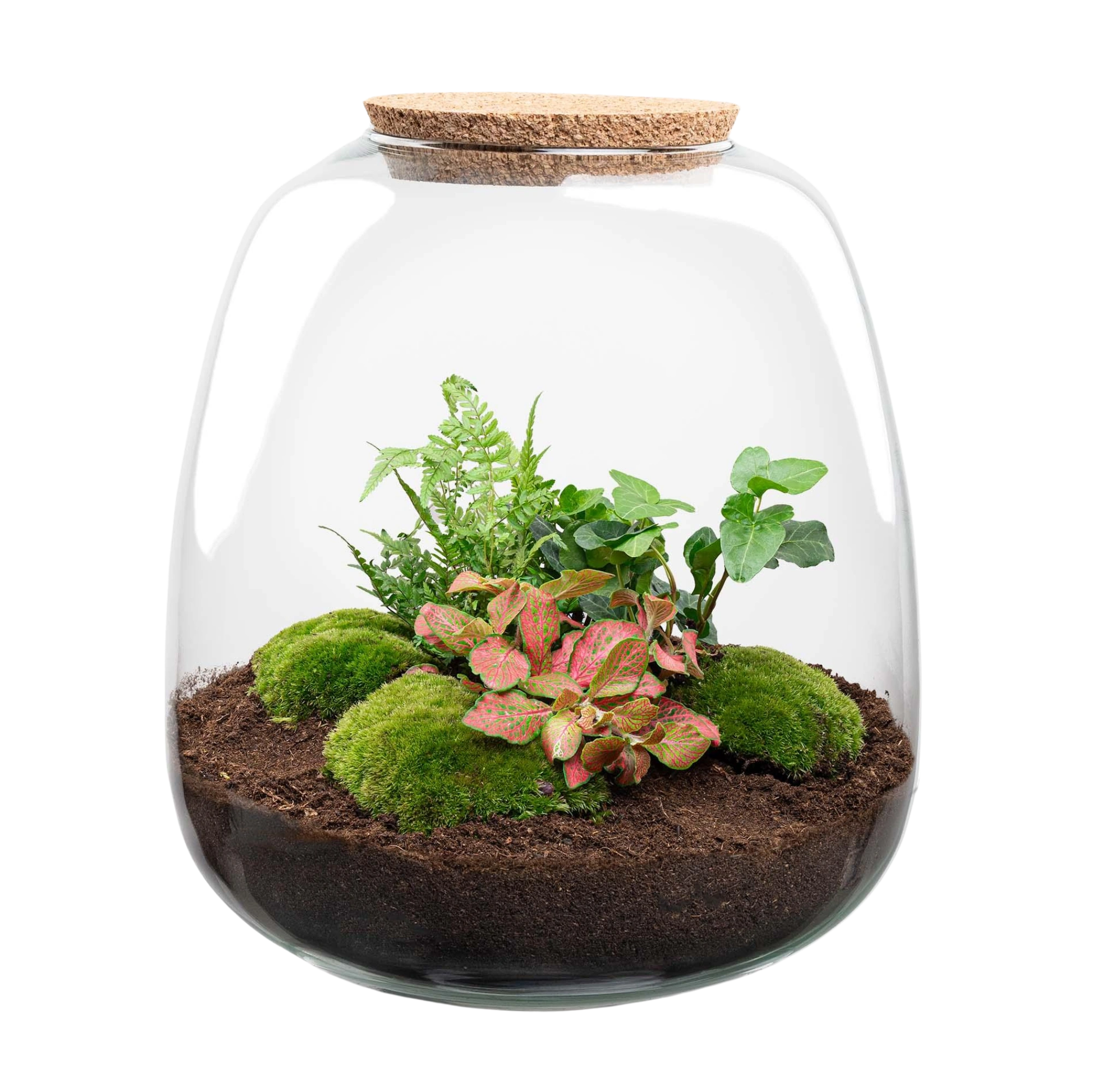 Emma Hedera Red Terrarium
