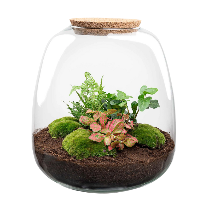 Emma Hedera Red Terrarium