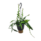 Epiphyllum Anguliger (Fishbone Cactus)