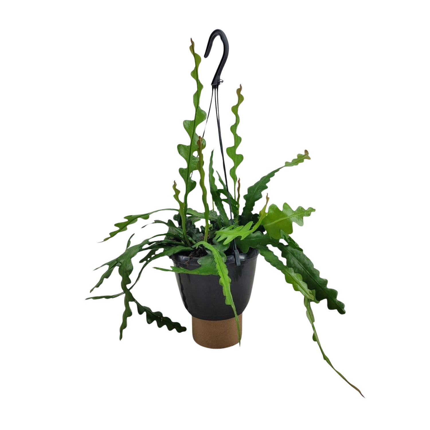 Epiphyllum Anguliger (Fishbone Cactus)