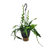 Epiphyllum Anguliger (Fishbone Cactus)
