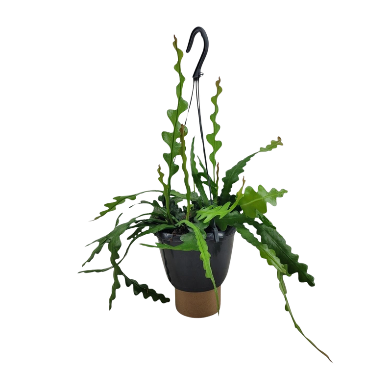 Epiphyllum Anguliger (Fishbone Cactus)