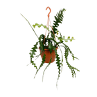 Epiphyllum Anguliger (Fishbone Cactus) Everspring