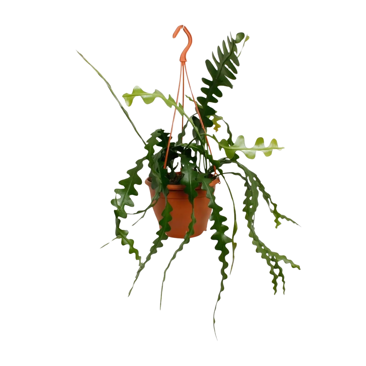 Epiphyllum Anguliger (Fishbone Cactus) Everspring