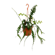 Epiphyllum Anguliger (Fishbone Cactus) Everspring