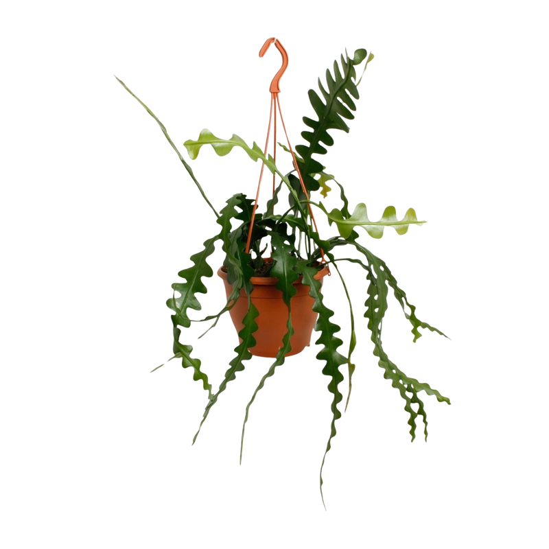 Epiphyllum Anguliger (Fishbone Cactus)