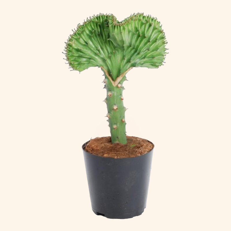 Euphorbia lactea Cristata groen