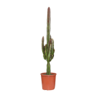 Euphorbia Trigona Rubra