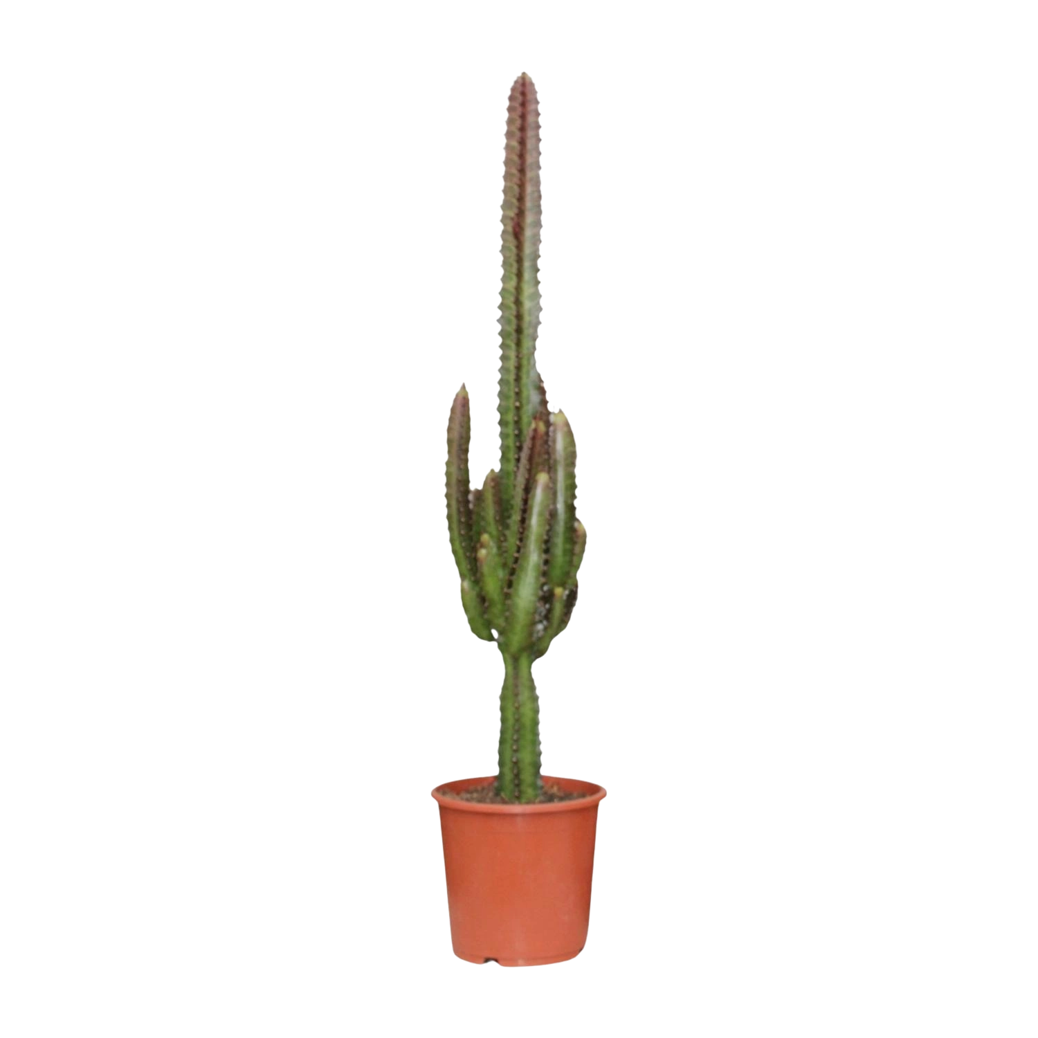 Euphorbia Trigona Rubra