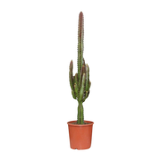 Euphorbia Trigona Rubra