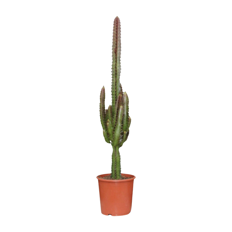 Euphorbia Trigona Rubra