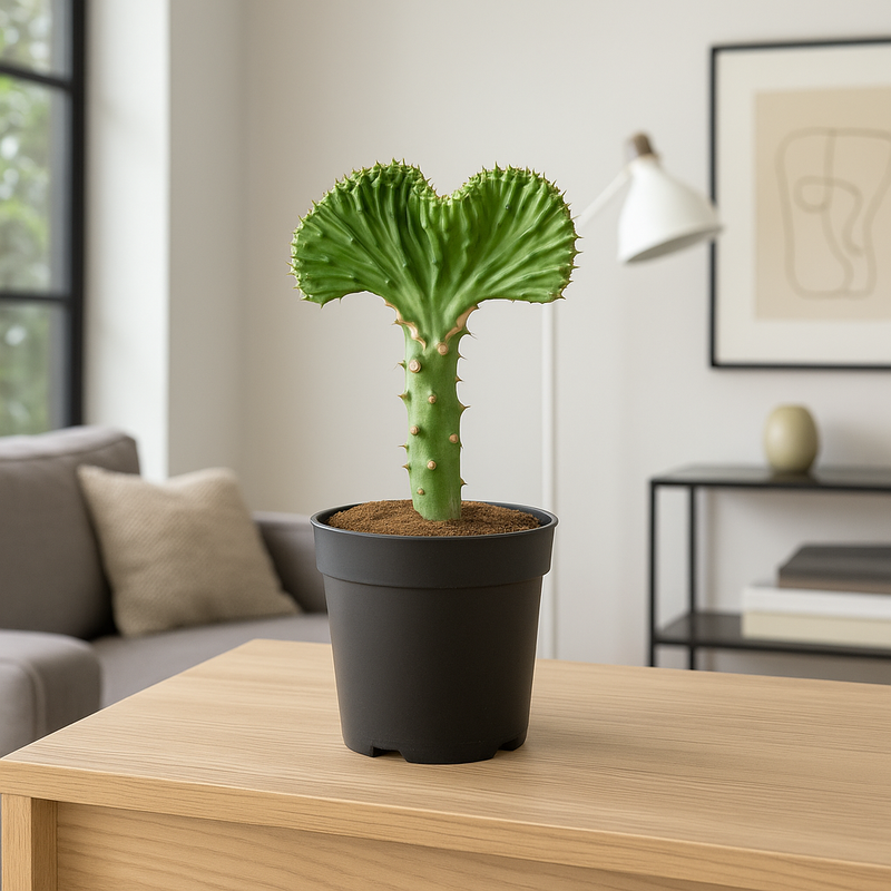 Euphorbia lactea Cristata groen