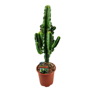 Euphorbia eritrea