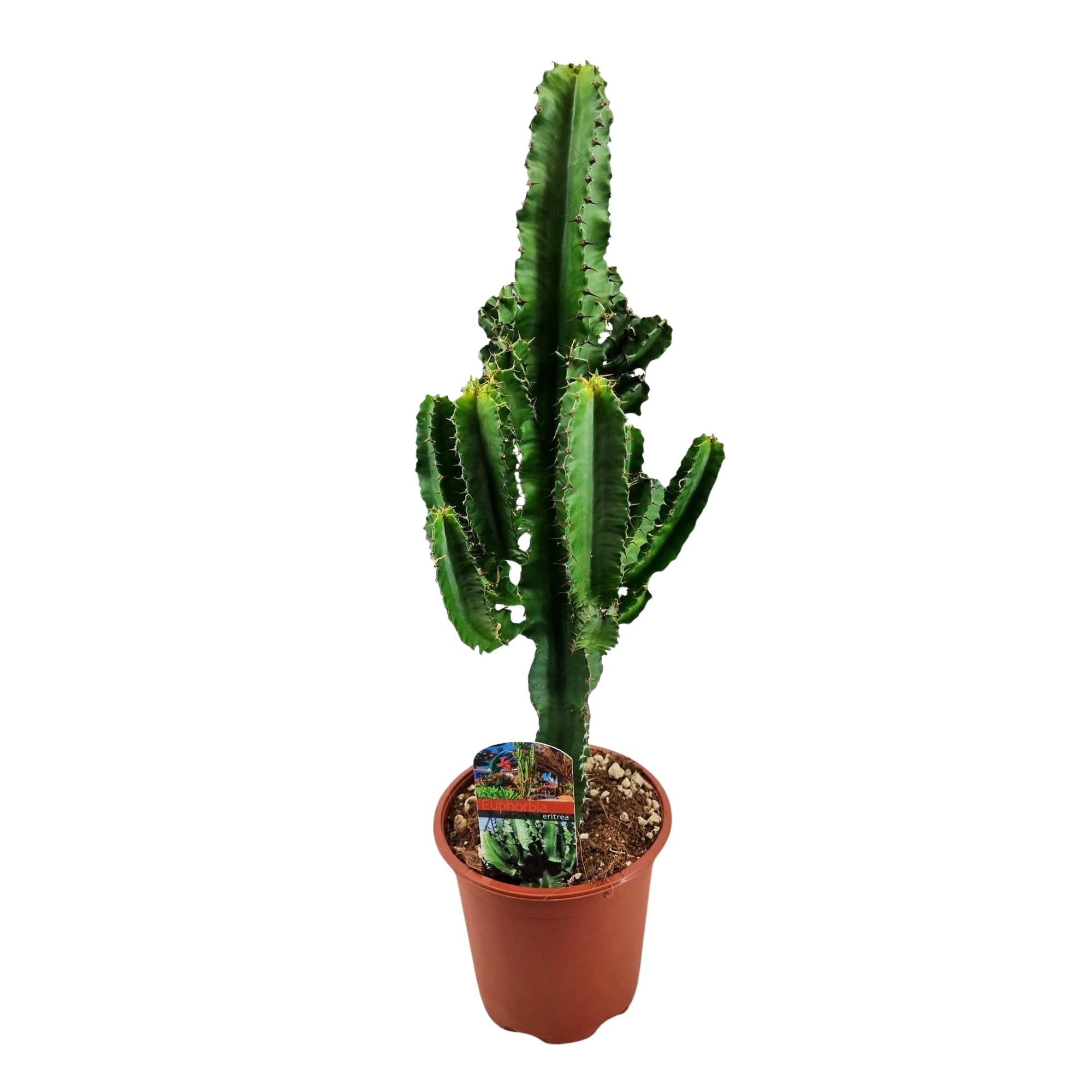 Euphorbia eritrea