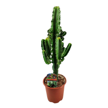 Euphorbia eritrea