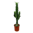 Euphorbia eritrea (Afrikaanse Melkboom) Everspring