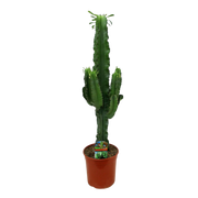 Euphorbia eritrea (Afrikaanse Melkboom) Everspring