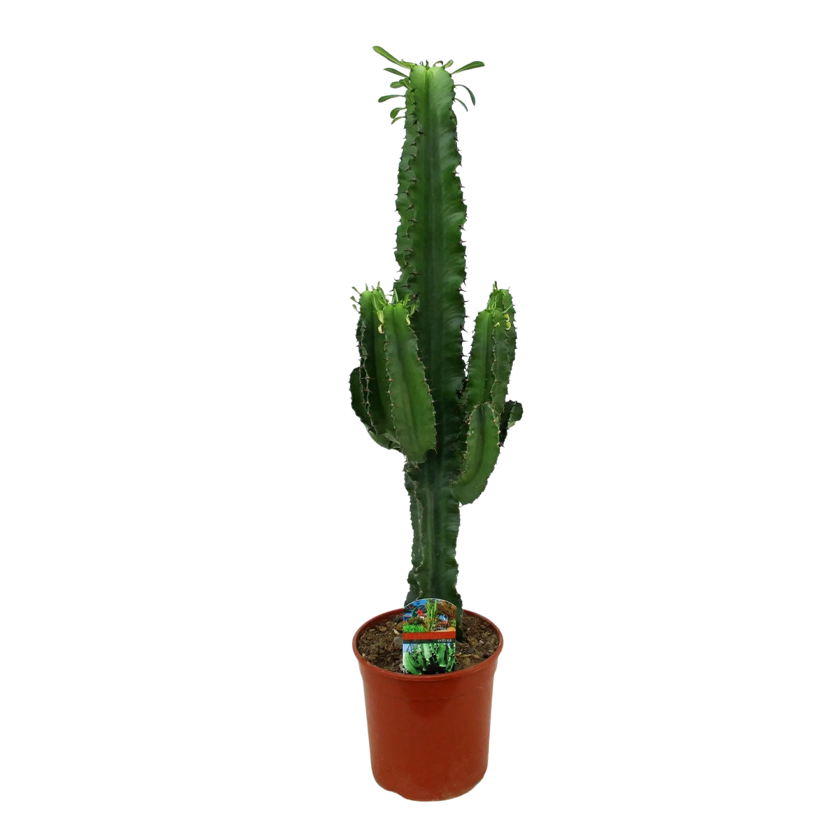 Euphorbia eritrea (Afrikaanse Melkboom) Everspring