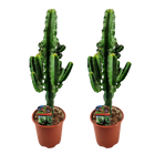 Euphorbia eritrea (Afrikaanse Melkboom) - 2 Stuks