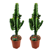Euphorbia eritrea (Afrikaanse Melkboom) - 2 Stuks