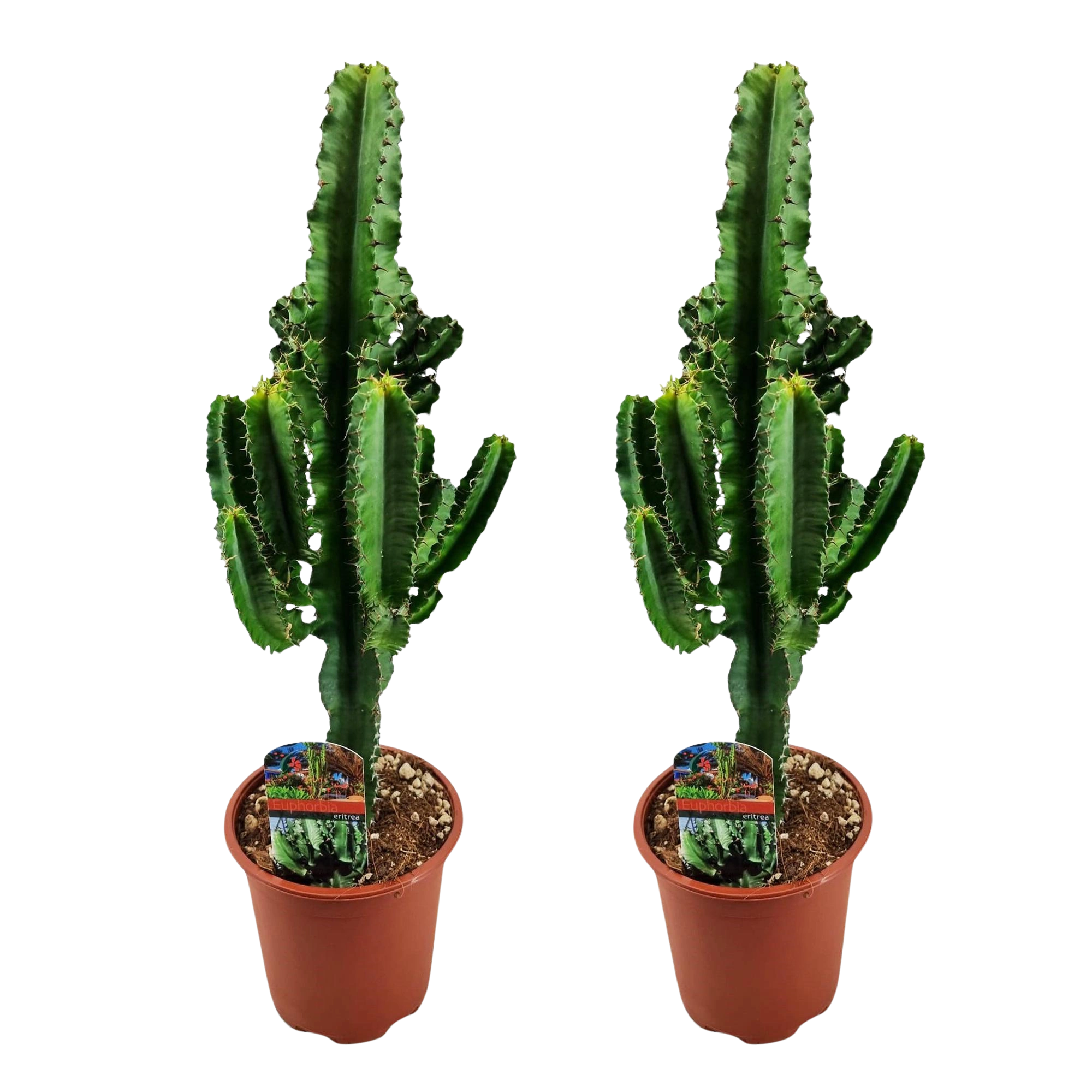 Euphorbia eritrea (Afrikaanse Melkboom) - 2 Stuks