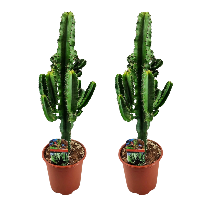 Euphorbia eritrea (Afrikaanse Melkboom) - 2 Stuks