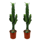 Euphorbia eritrea (Afrikaanse Melkboom) – 2 Stuks