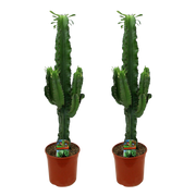 Euphorbia eritrea (Afrikaanse Melkboom) – 2 Stuks