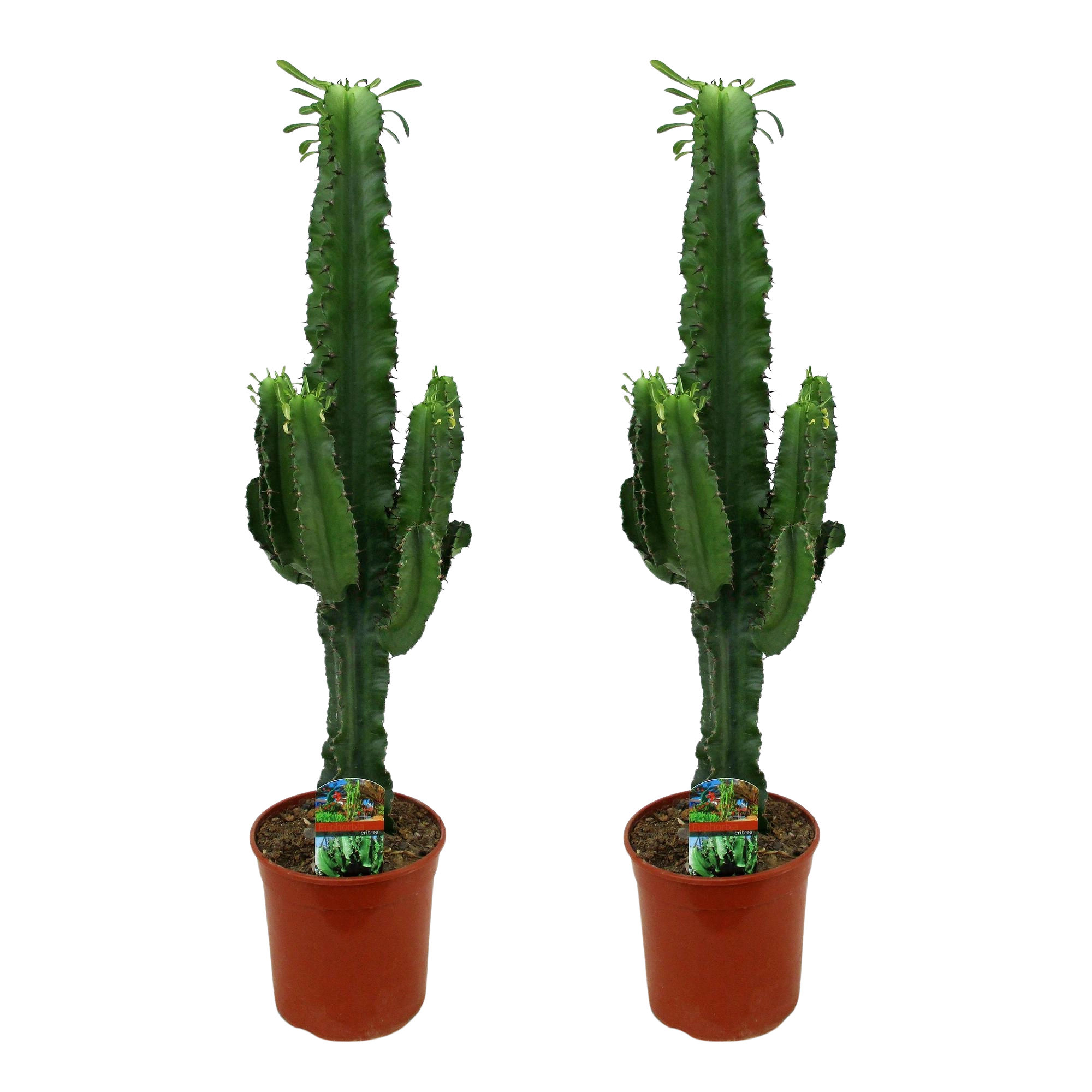 Euphorbia eritrea (Afrikaanse Melkboom) – 2 Stuks