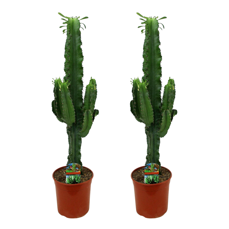 Euphorbia eritrea (Afrikaanse Melkboom) – 2 Stuks