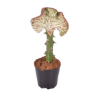 Euphorbia lactea Cristata rood