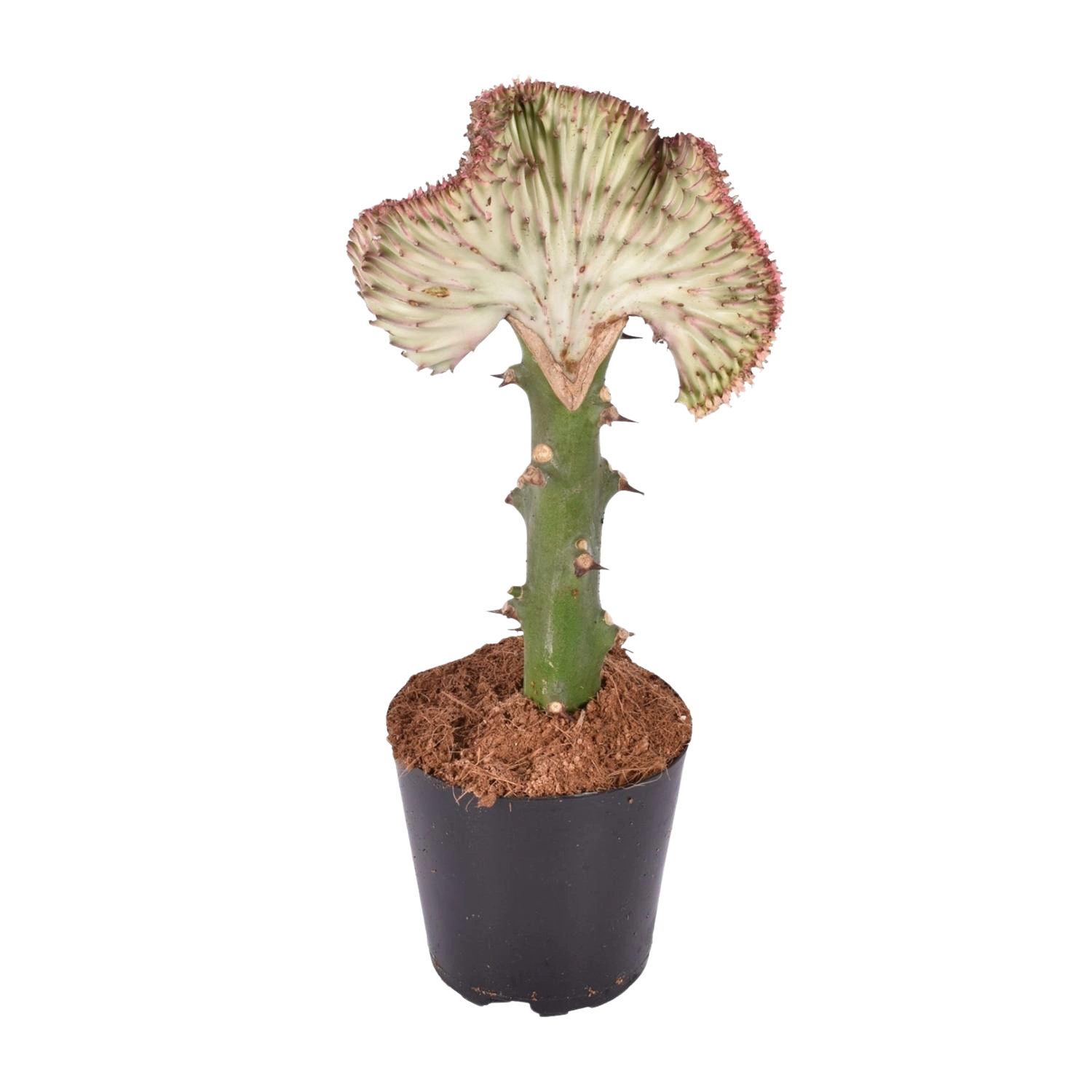 Euphorbia lactea Cristata rood