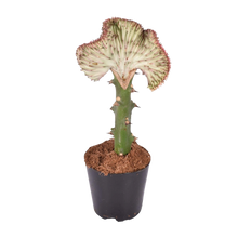 Euphorbia lactea Cristata rood