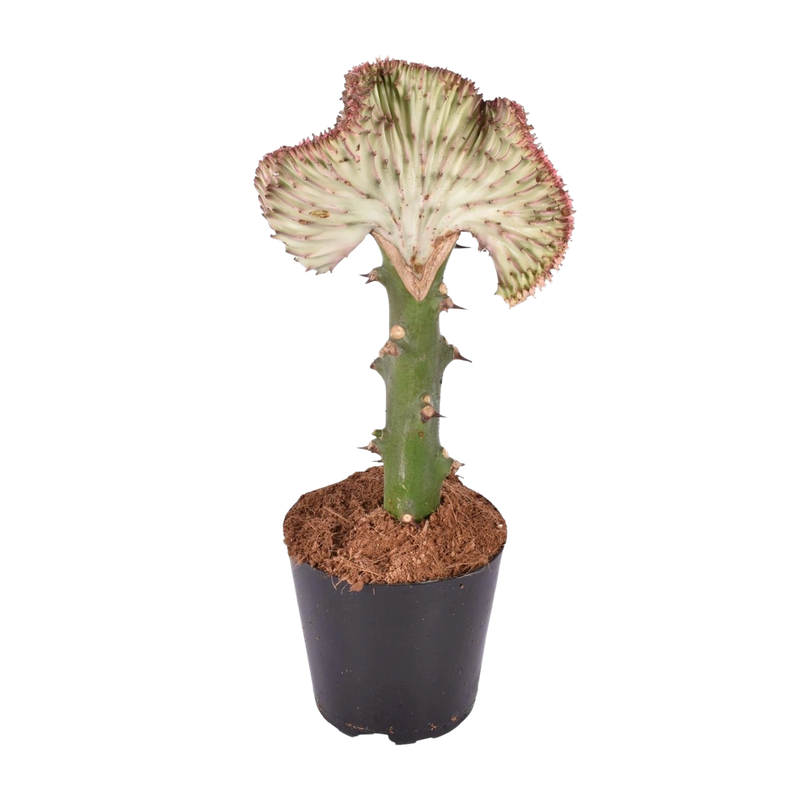 Euphorbia lactea Cristata rood