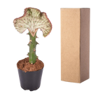 Euphorbia lactea Cristata rood