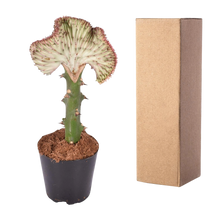 Euphorbia lactea Cristata rood