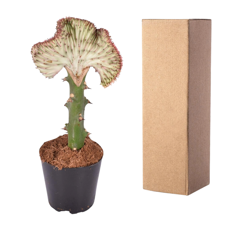 Euphorbia lactea Cristata rood