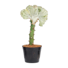 Euphorbia lactea Cristata wit