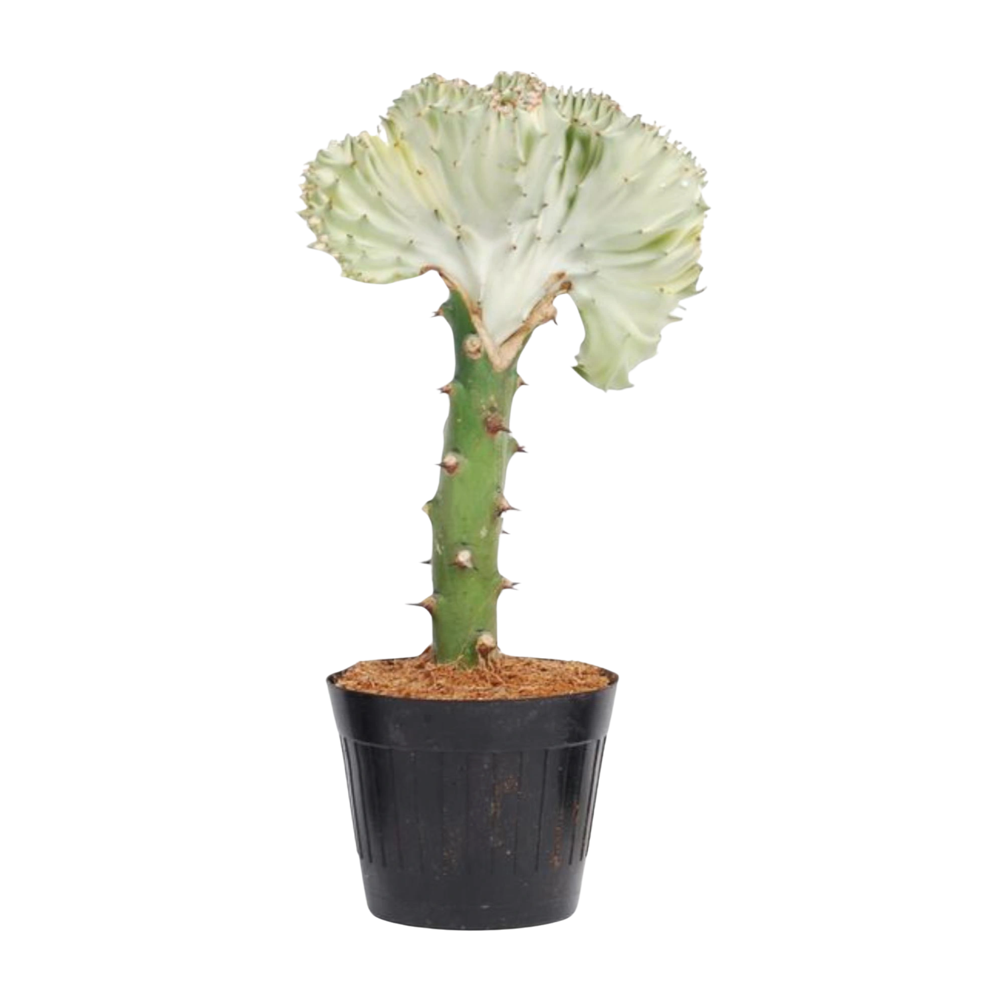 Euphorbia lactea Cristata wit