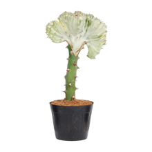 Euphorbia lactea Cristata wit