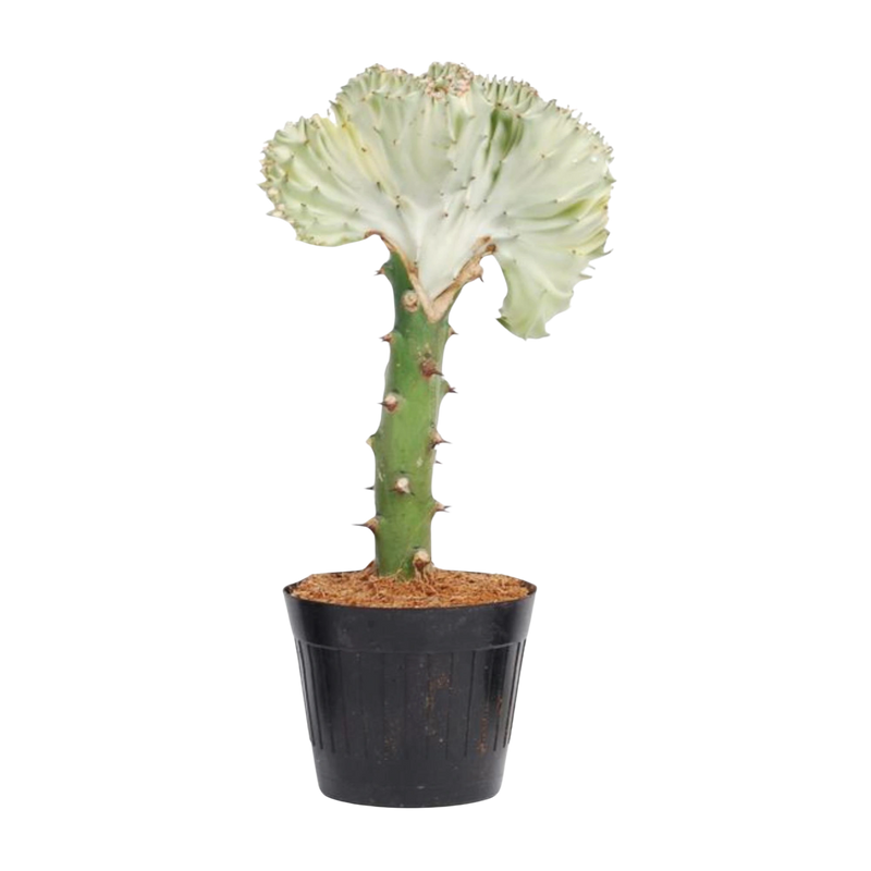 Euphorbia lactea Cristata wit