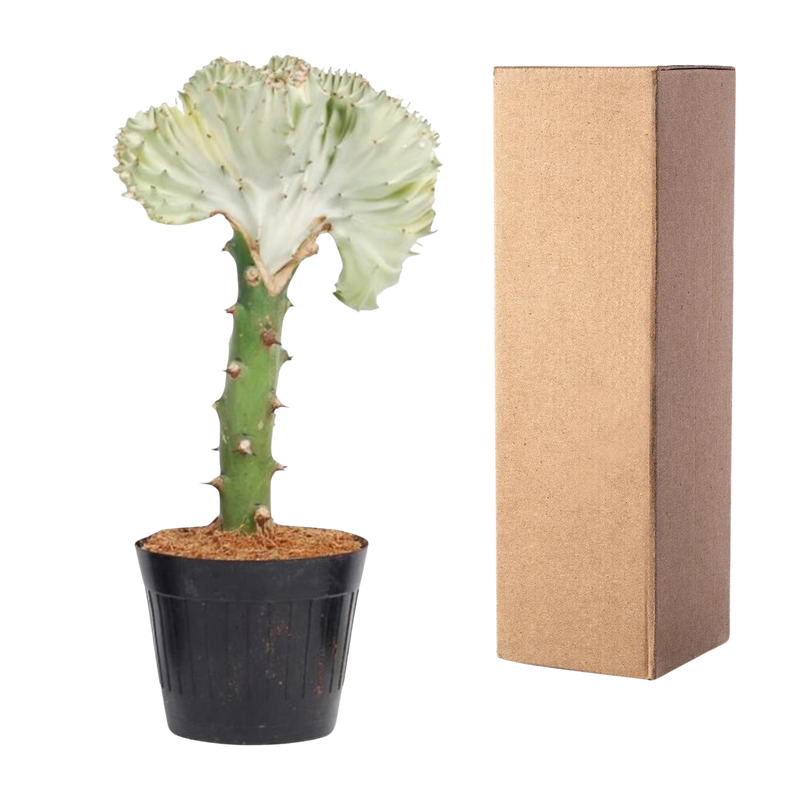 Euphorbia lactea Cristata wit