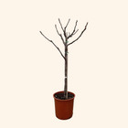 Ficus Carica op stam