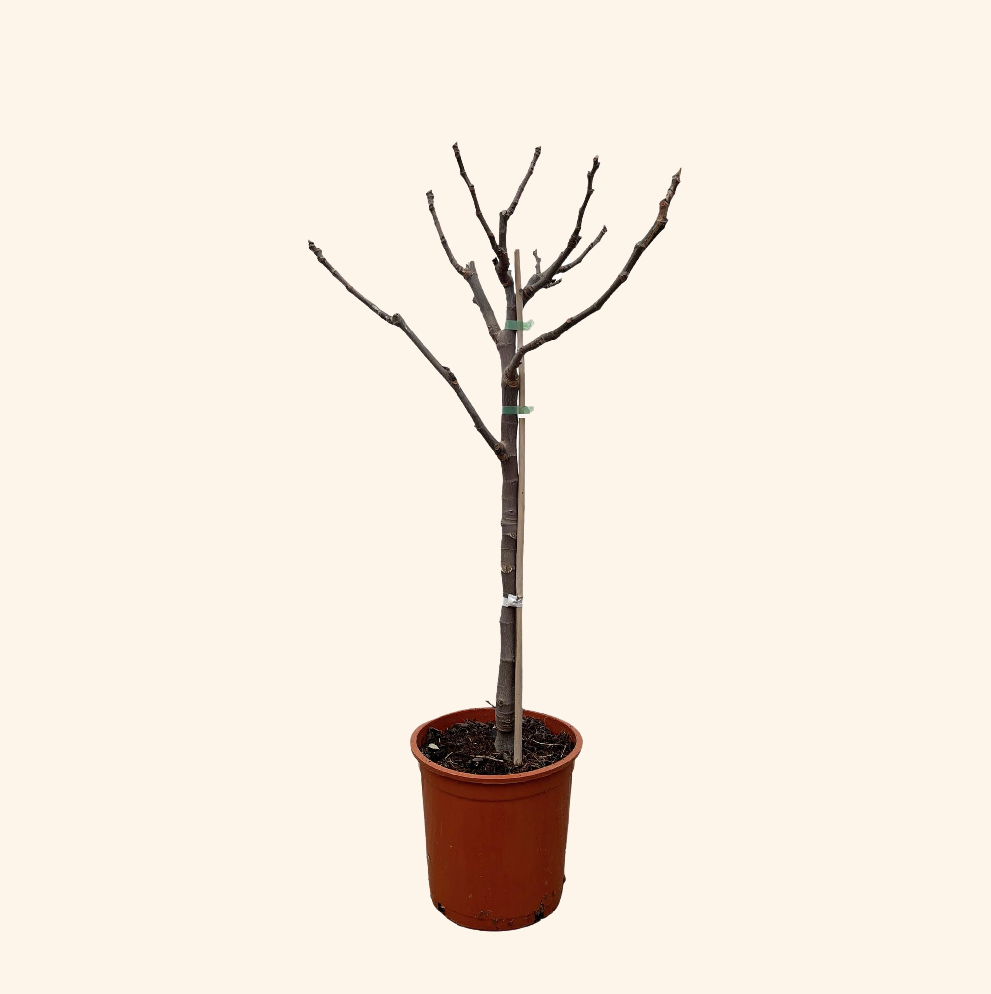 Ficus Carica op stam