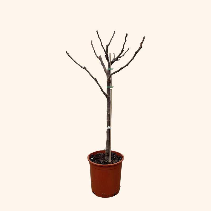 Ficus Carica op stam