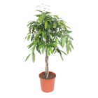 Ficus Amstel King gevlochten stam